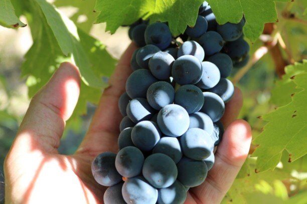 carignan grape