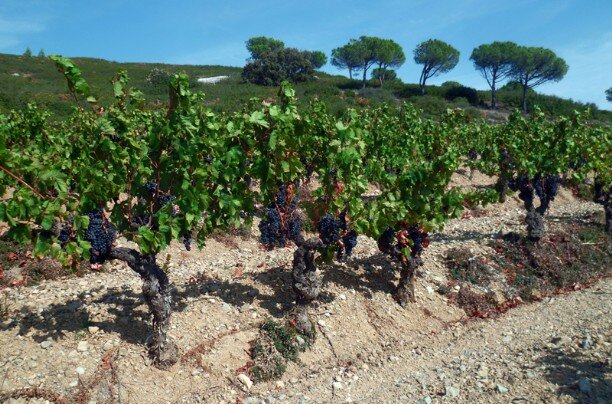 Carignan vieille vigne Aumèdes