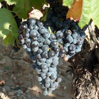 carignan noir Barsalou