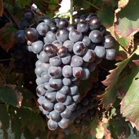 cinsault Barsalou