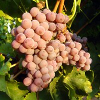 Grenache gris Barsalou