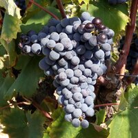 Mourvèdre Noir Barsalou